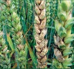 Fuzarióza pšenice