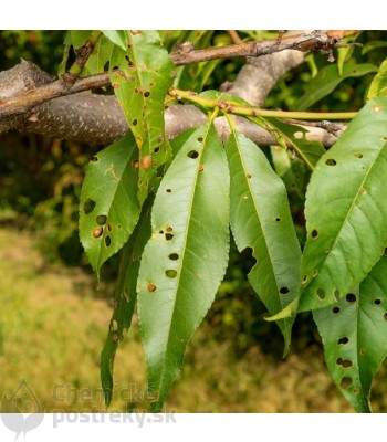 Dierkovitosť listov čerešní a višní
