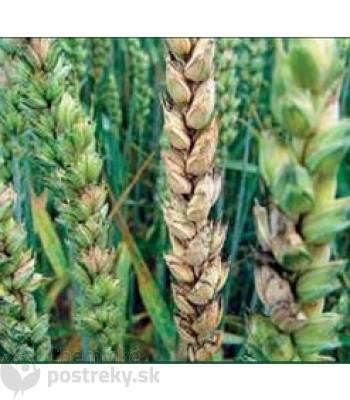 Fuzarióza pšenice