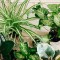 6 tipov ako sa starať o izbové rastliny počas zimy. 