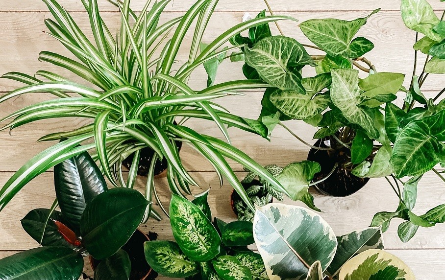 6 tipov ako sa starať o izbové rastliny počas zimy. 